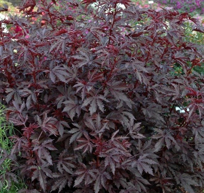 Комнатные растения с бордовыми листьями (67 фото) - красивые картинки и HD фото